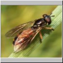 Platycheirus granditarsus - Schwebfliege w02.jpg